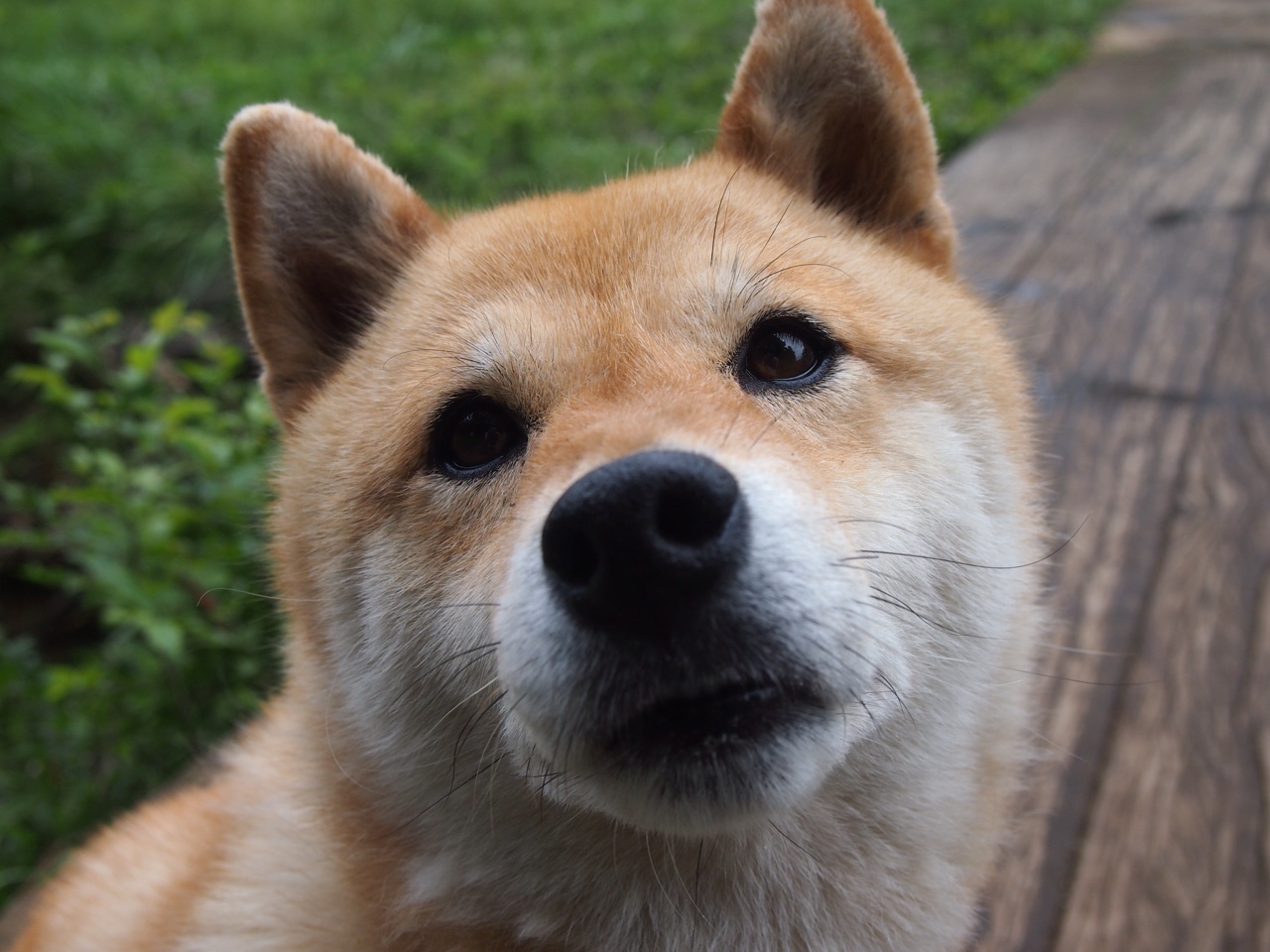 开云体育APP下载-升班马雷恩表现抢眼，引发热议，马雷怎么出生的