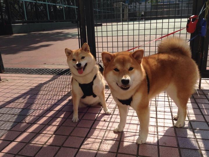 开云官网APP下载-季末总结：联盟中那些令人惊喜的崛起新秀，新联盟崛起阵容推荐