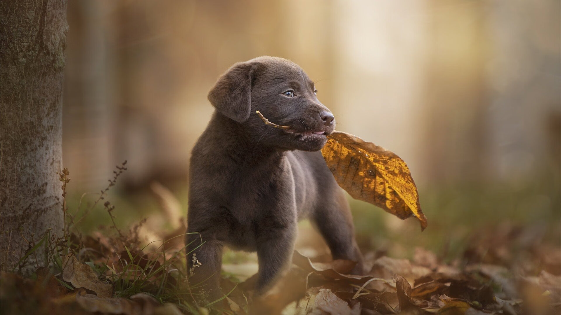 逆境中的坚持:意甲球队的赛季坚持战,意甲巅峰时期