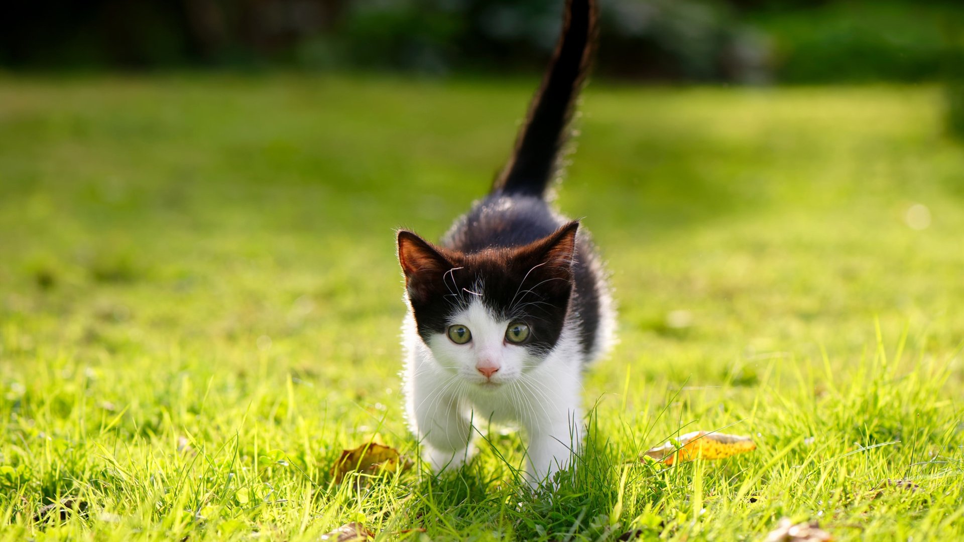 开云·体育官网-迷你世界“创造狂欢”创意大赛火爆进行中，迷你世界创意玩法