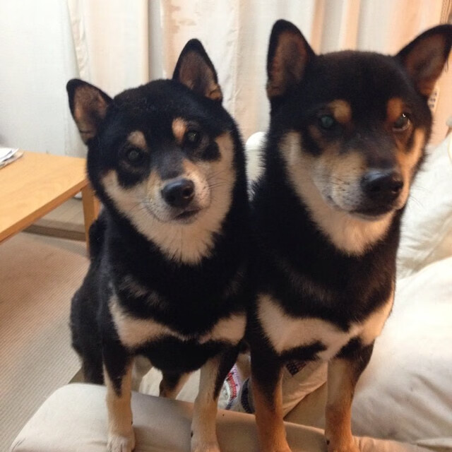 香肠派对“吃鸡”新玩法火爆上线，欢乐无限，香肠派对吃鸡视频最新版