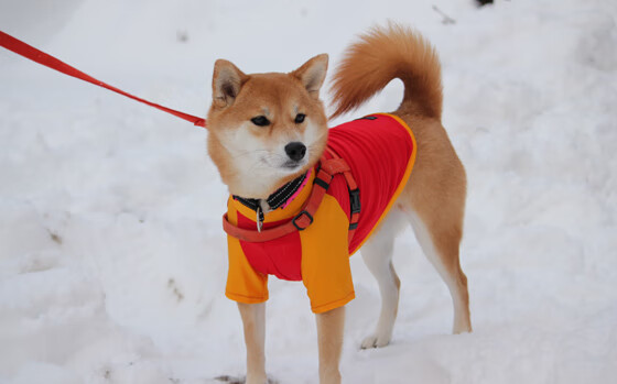 kaiyun官方网站-勇士发挥团队精神击溃对手，勇士发挥团队精神击溃对手