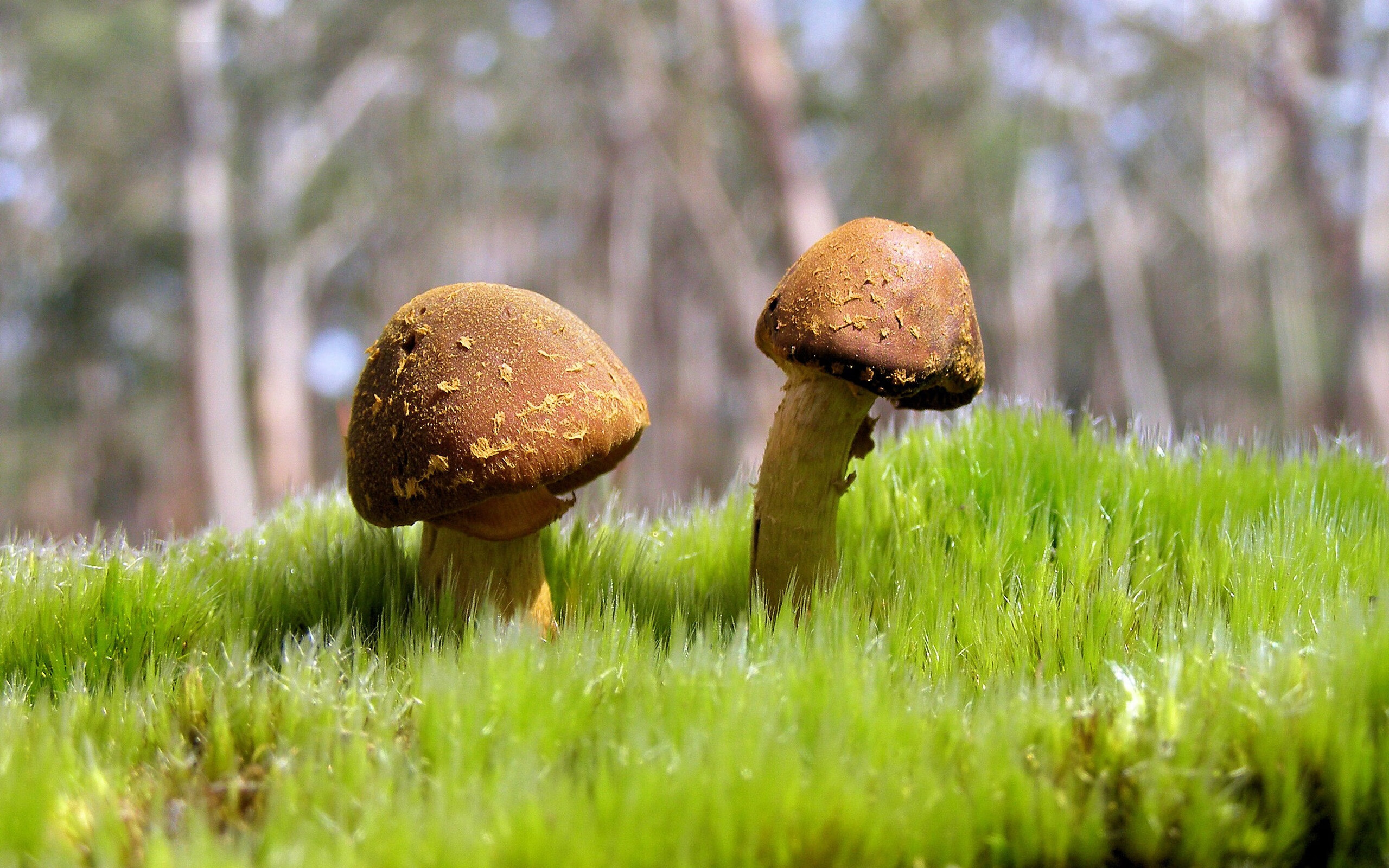 开云官方-埃丝特·冈萨雷斯在世界杯中荣膺金靴奖，埃斯特班·冈萨雷斯