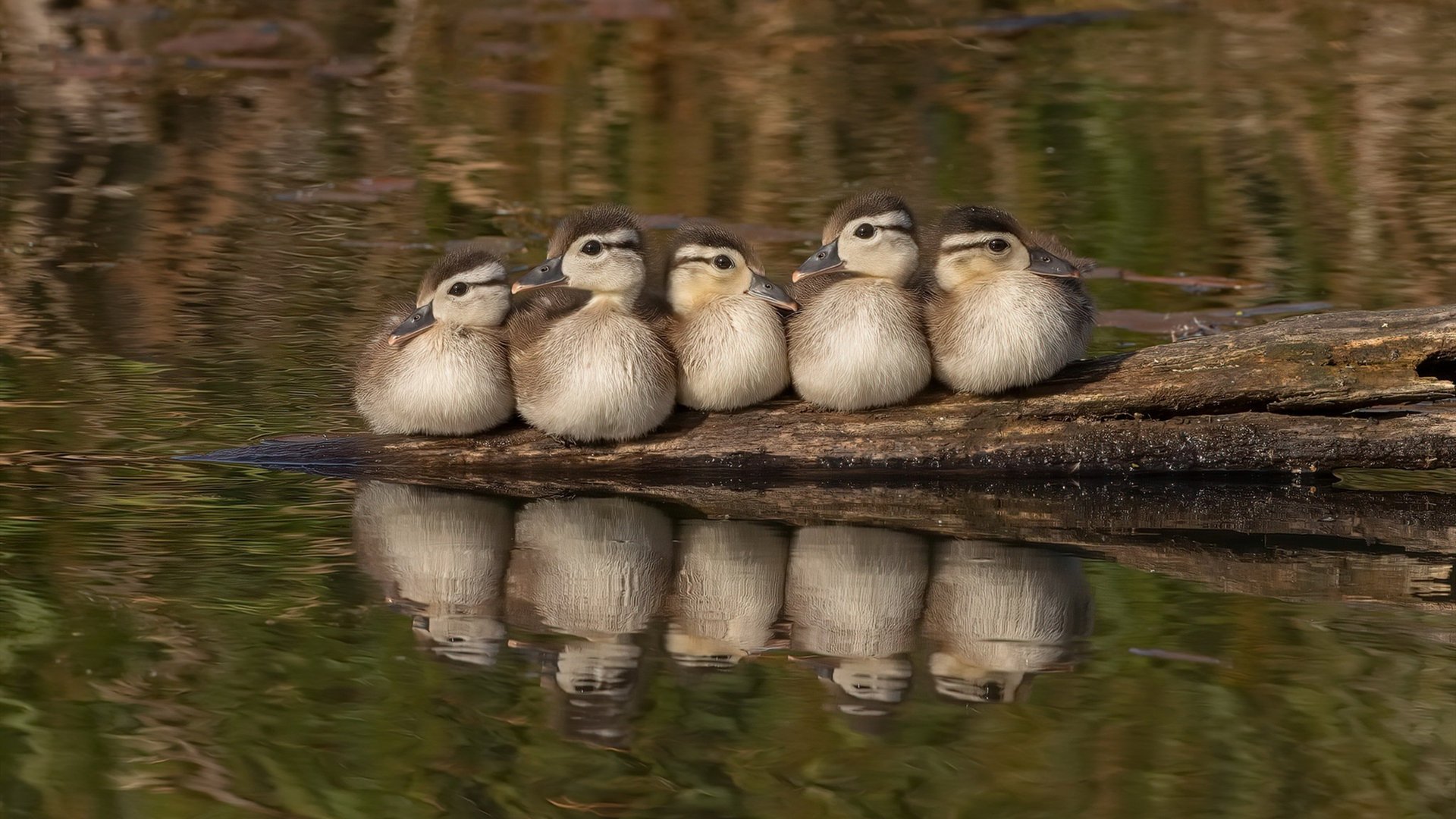 塞尔维亚联赛观众支持热烈，塞尔维亚公开赛
