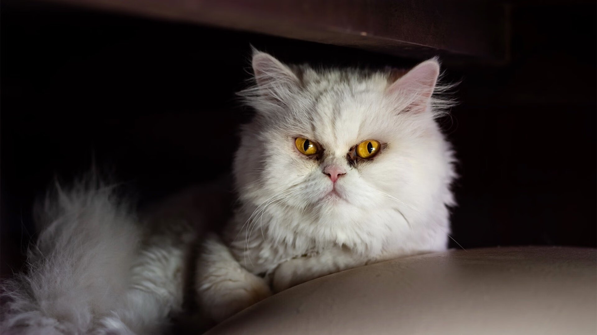 开云入口-拜仁慕尼黑客场3-1战胜柏林联合，继续保持不败，拜仁慕尼黑对战