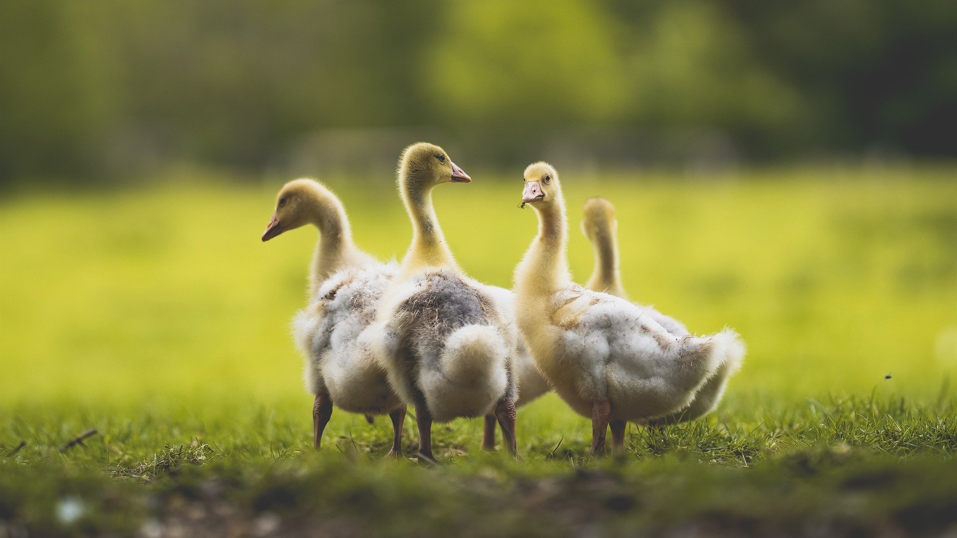 西班牙队进入国安决赛：战胜英格兰展现实力，西班牙国家队赛事记录