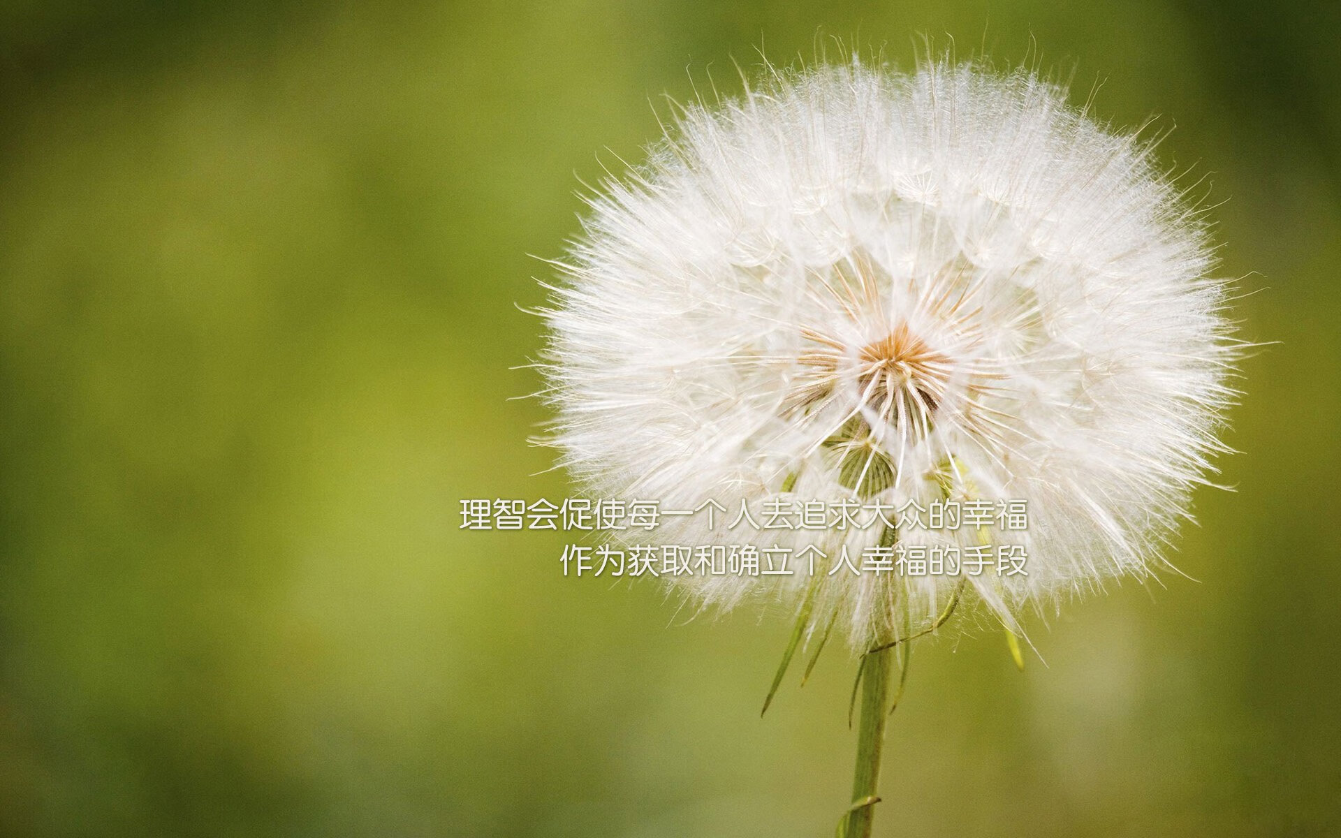 开云·体育官网-麦卡利斯特在对阵曼城的比赛中打入制胜球，麦卡丽斯特