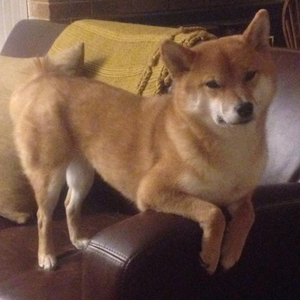 世界青少年足球锦标赛中国青年队逆转晋级，国际足联世界青年足球锦标赛