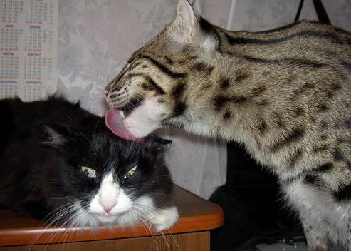 球迷文化盛宴:从欧洲到亚洲的足球狂欢,中国足球球迷文化