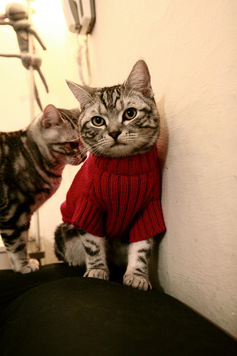 英超球队在不同气候环境下跑动分布与热区变化对比研究，英超球队对应城市