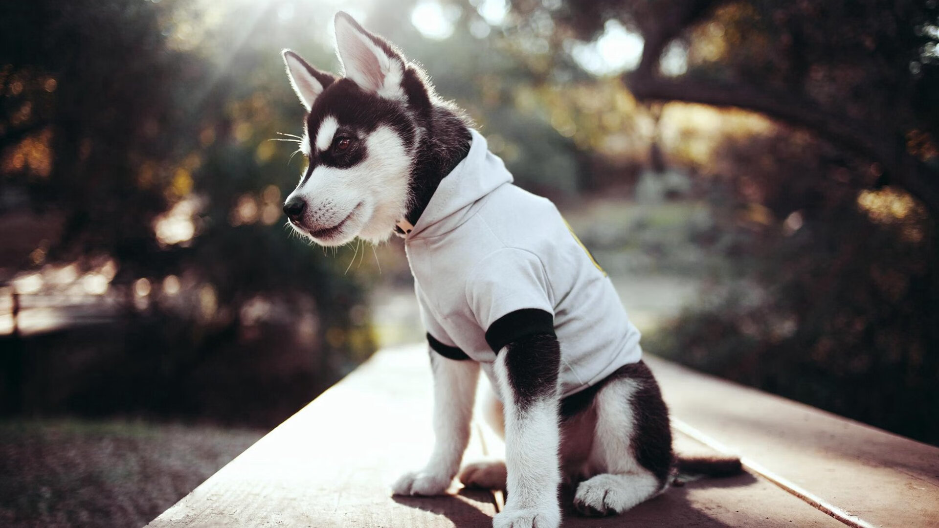 中国女篮稳扎稳打 连胜势头不减,看一下中国女篮