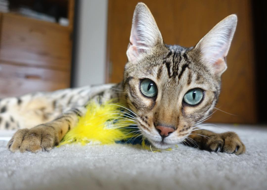 体育新闻中心上线智能体育新闻编辑辅助工具,体育新闻版面