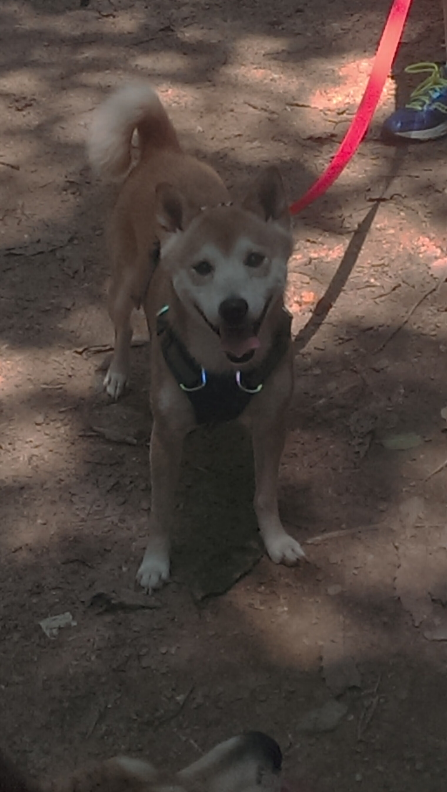 南特稳守反击策略有效牵制强队,南特对第戎