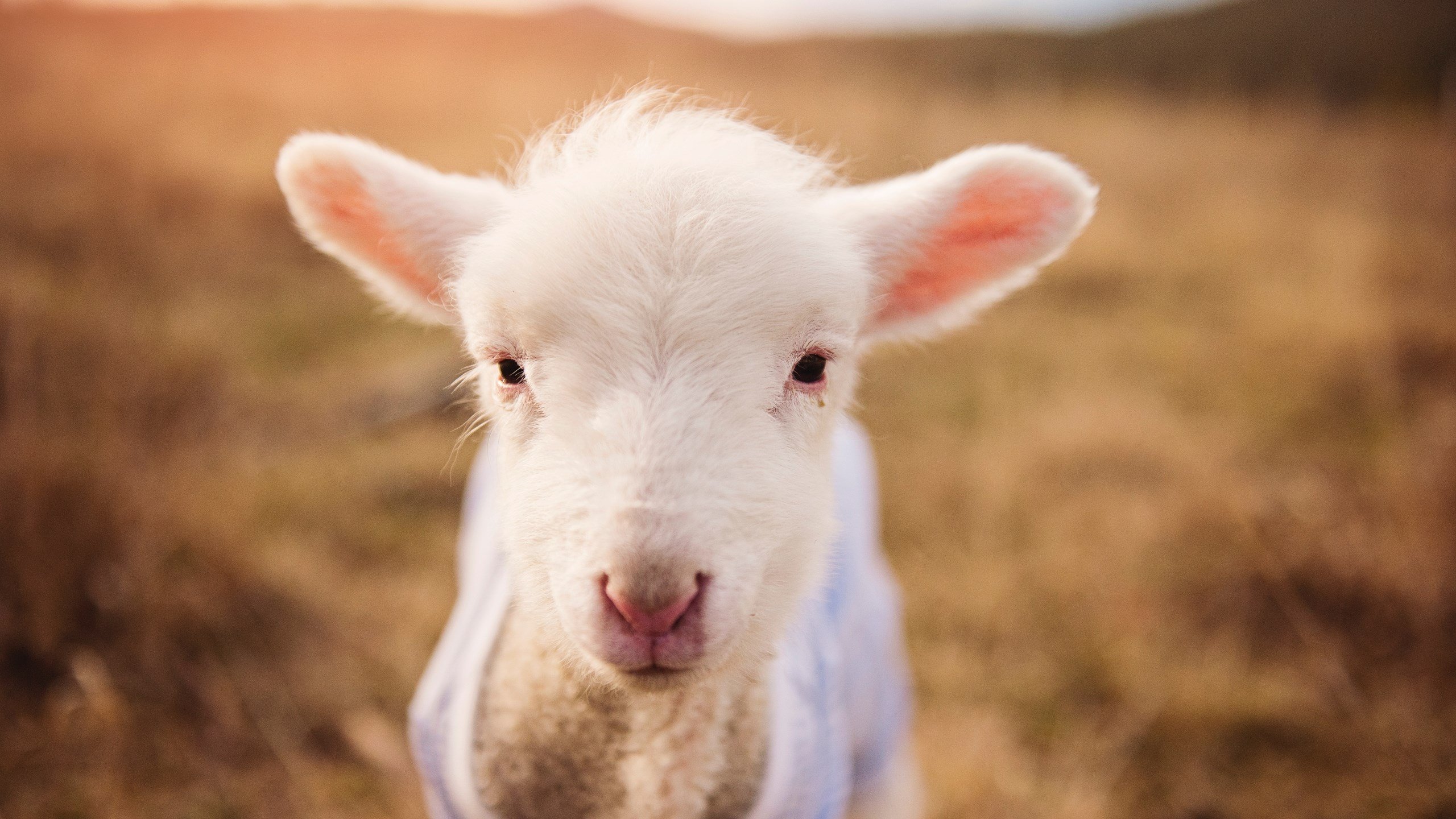 KAIYUNAPP-“马丁·高尔西的硬朗防守，推动阿根廷美洲狮队成为冠军有力竞争者”