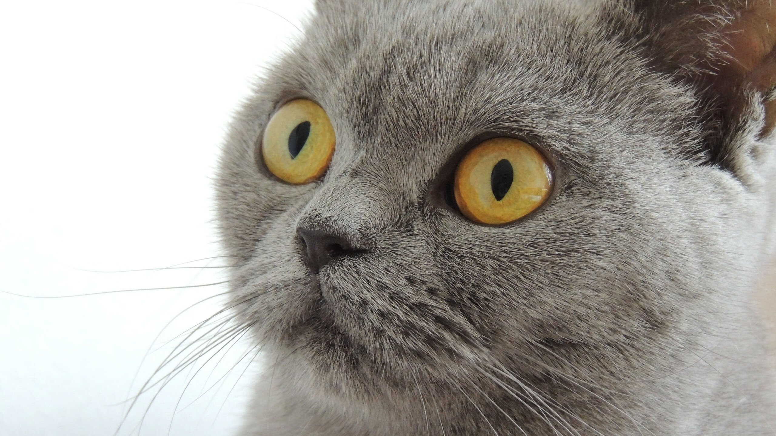 开云·体育官网APP下载-世界杯激烈对决：精彩瞬间不停歇！，世界杯对战结果表