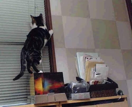 爱尔兰男队战绩起伏,如何破局?,爱尔兰篮球水平