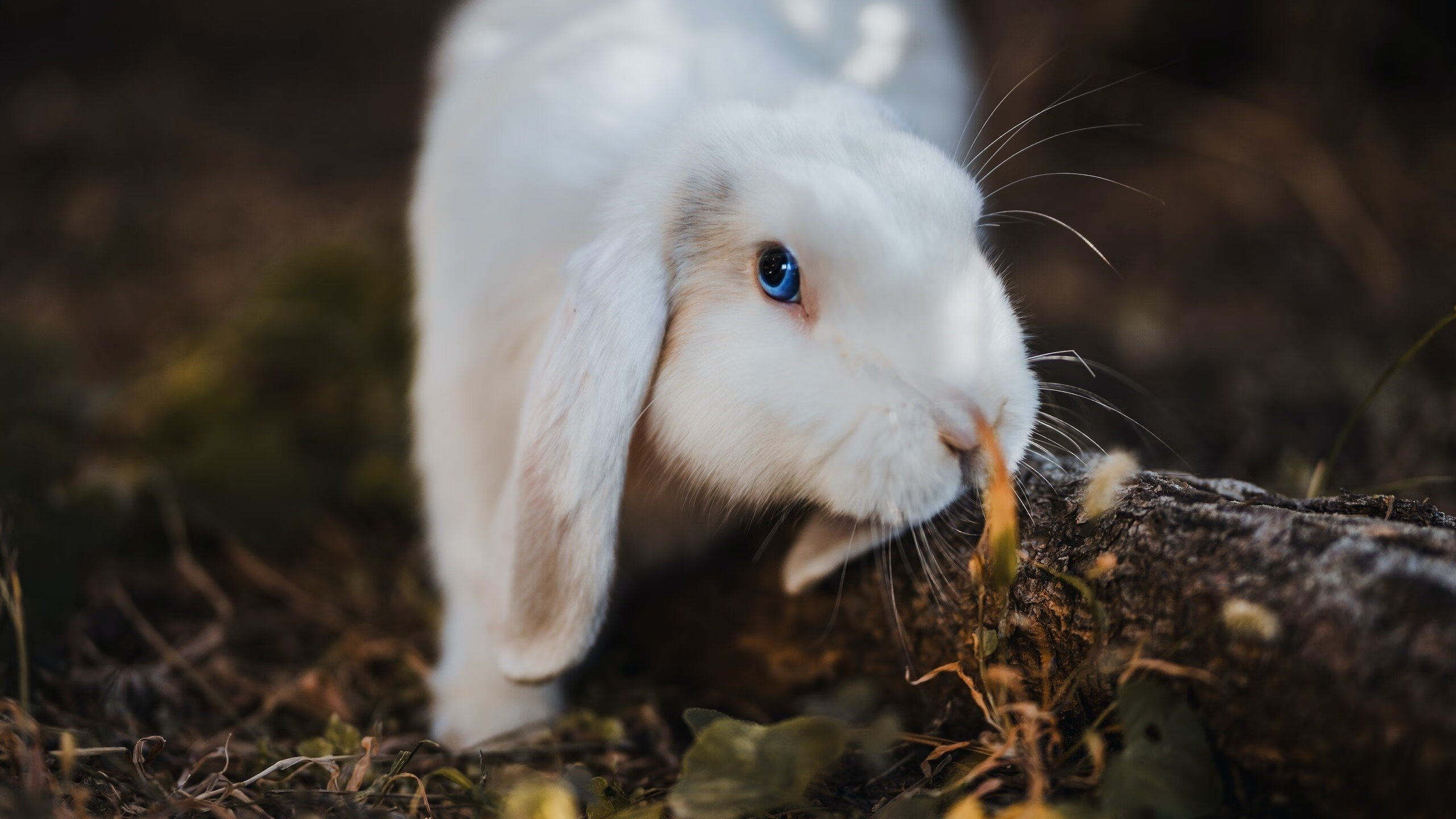 赛事平台引入虚拟现实体验为观众带来沉浸式观赛新体验,虚拟现实比赛